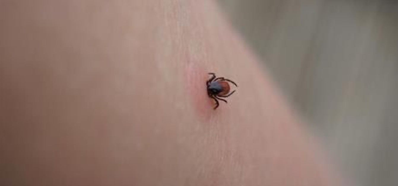 Rickettsiosis enciende alerta en Juárez: garrapatas ya han causado 13 mu3rt3s 1