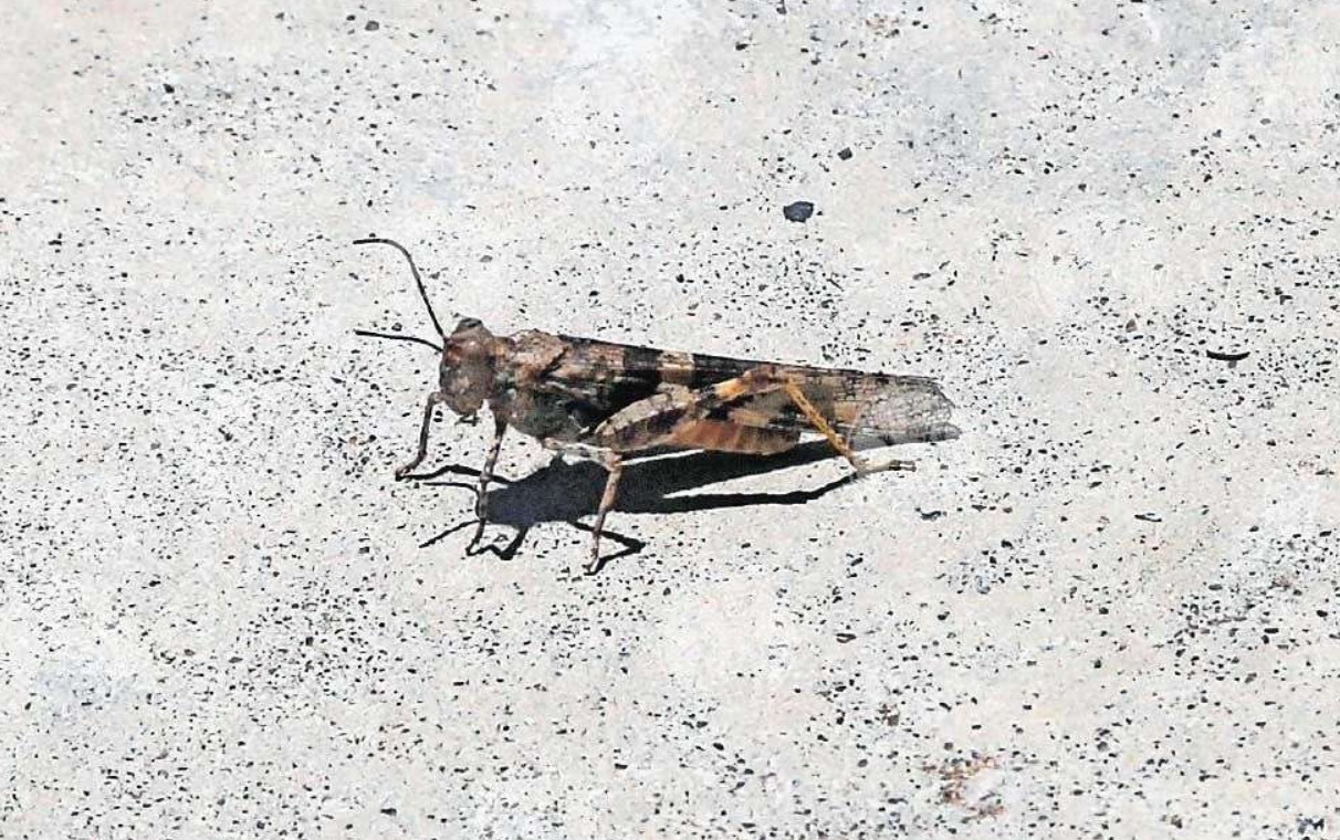 Chapulines invaden Juárez; Ecología descarta riesgo 1