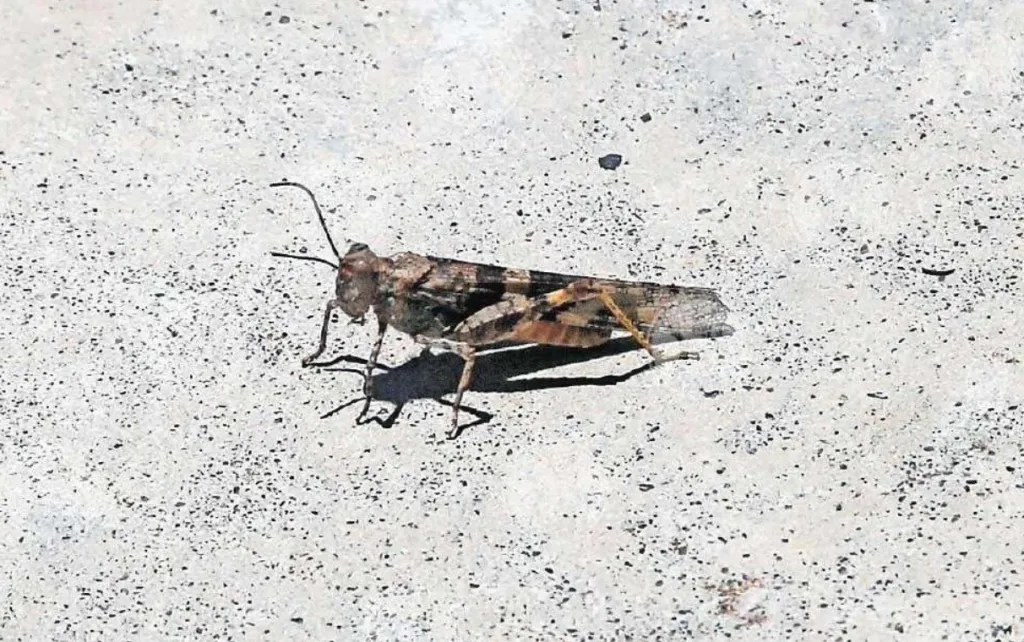 Aumento de insectos se debe a lluvias, viento y crecimiento de vegetación