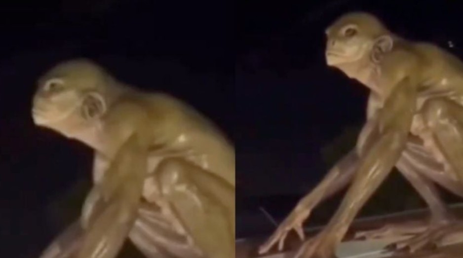 ¿Real o IA? Viralizan supuesto alien reptiliano en Monterrey 1