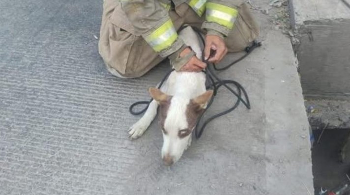 Perrito queda atrapado en alcantarilla y así lograron rescatarlo 1