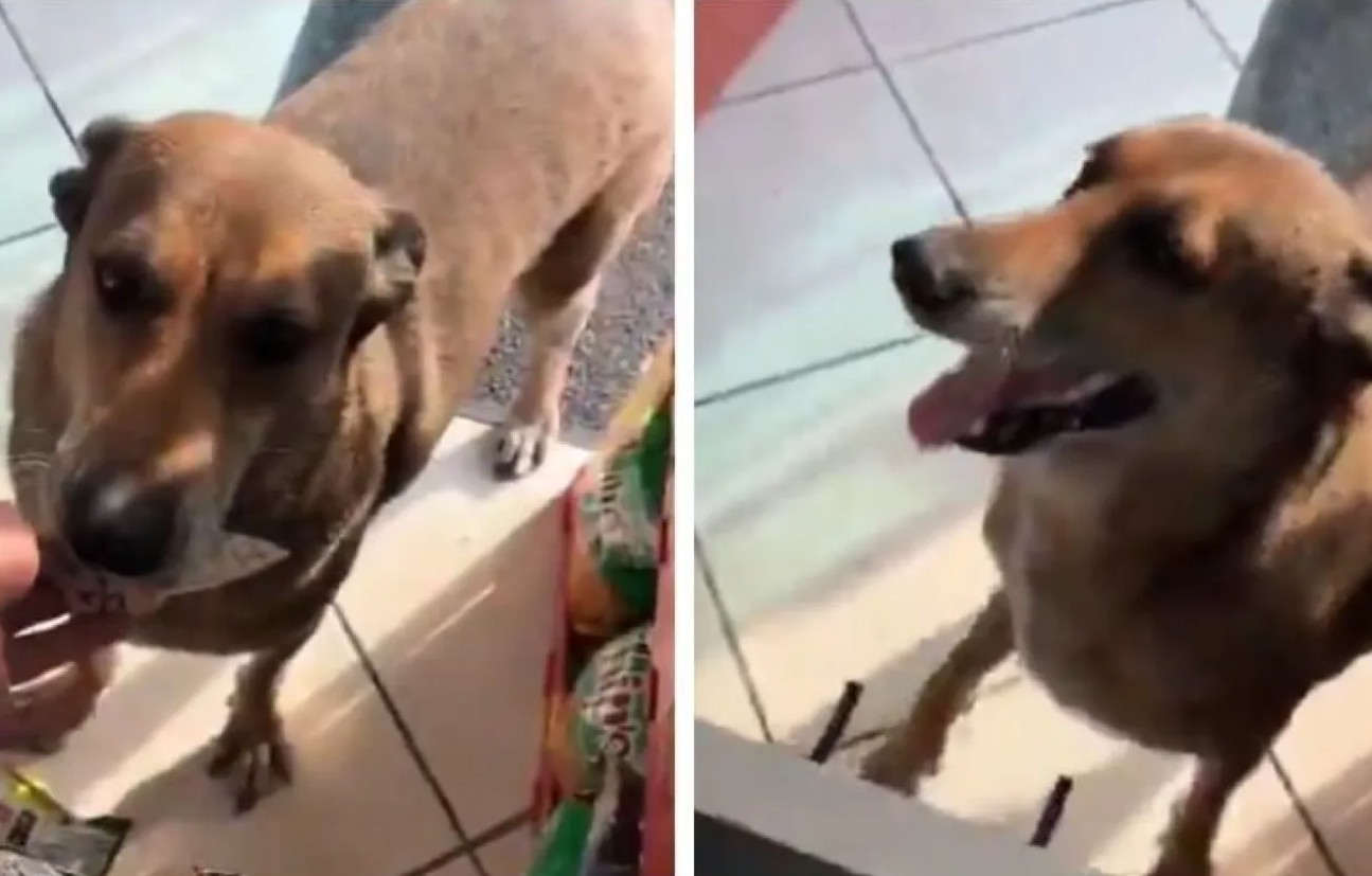 Perrito se vuelve viral por “comprar” comida él solo en una tienda 41