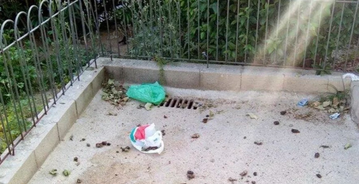 DABA advierte fuertes multas por suc1edad y m4ltrato animal en Juárez 1