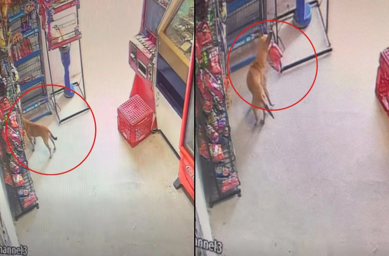 ¡Ni gracias dijo! Captan a lomito robando sabritas de una tienda 44