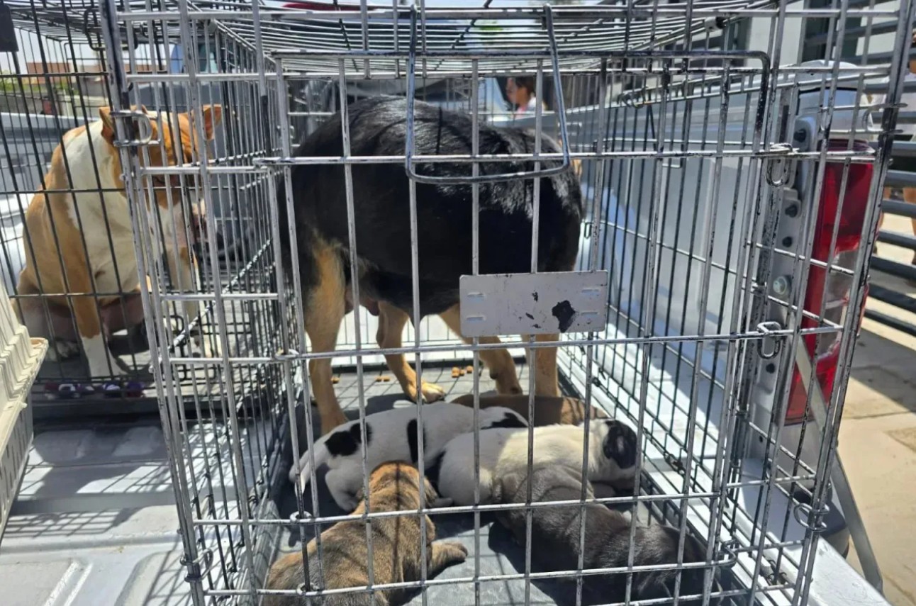 ¡Van con todo contra el m4ltr4to animal! Proponen multas de hasta 17 mil pesos y arrestos 1