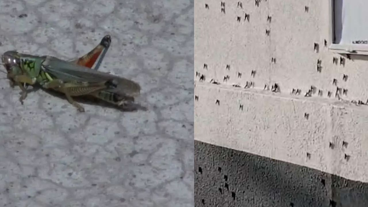 Plaga de chapulines sigue extendiéndose por Ciudad Juárez 1