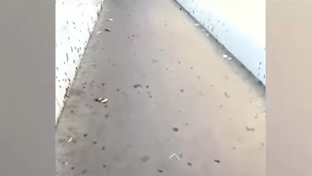 Ante aumento de Chapulines Ecología pide no matarlos 1