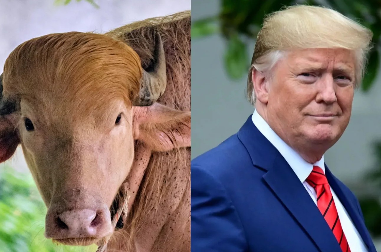 El búfalo que parece Donald Trump y se convirtió en celebridad nacional 97