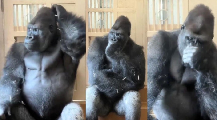 Gorila se vuelve viral tras ser captado “reflexionando” después de una p4lea 61