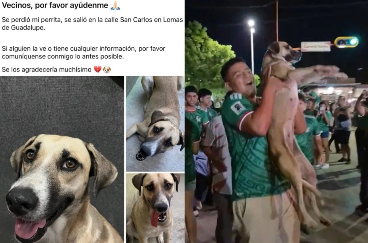 Video de festejos por triunfo del Tri ayuda a encontrar a perrita desap4recida 1