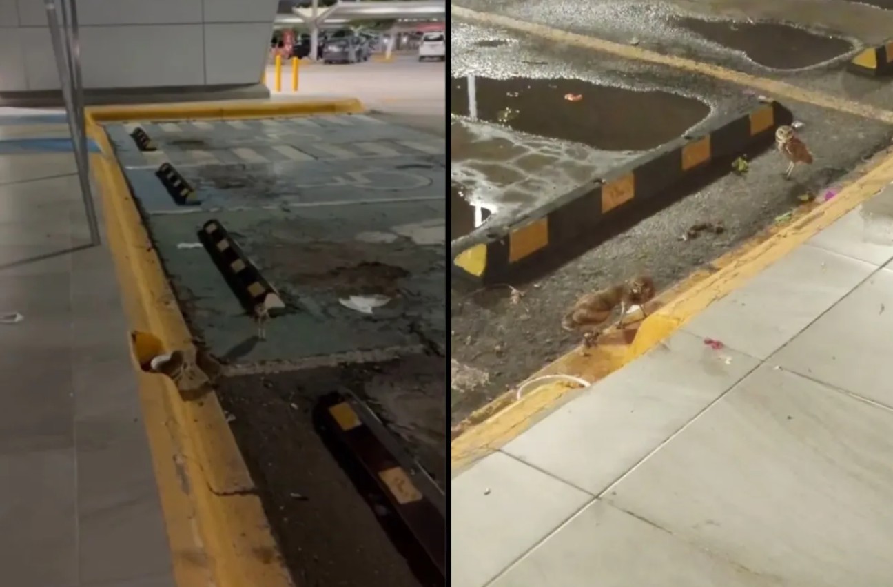 Familia de tecolotes sorprende al instalarse en estacionamiento de San Lorenzo 1