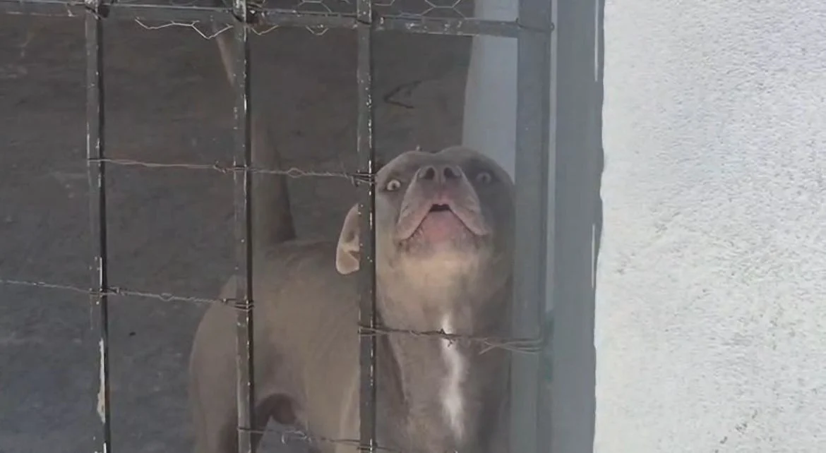 Citan a dueño de pitbull que atacó a adolescente 1