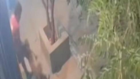 Causa pitbull "terror" en Portal del Roble, sigue suelto denuncian 1