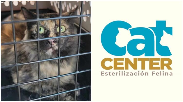 Familia denuncia presunta n3glig3ncia en CAT Center tras mu3rte de una gata 1