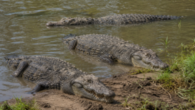 Protección Civil descarta presencia de cocodrilos en el río Bravo 75