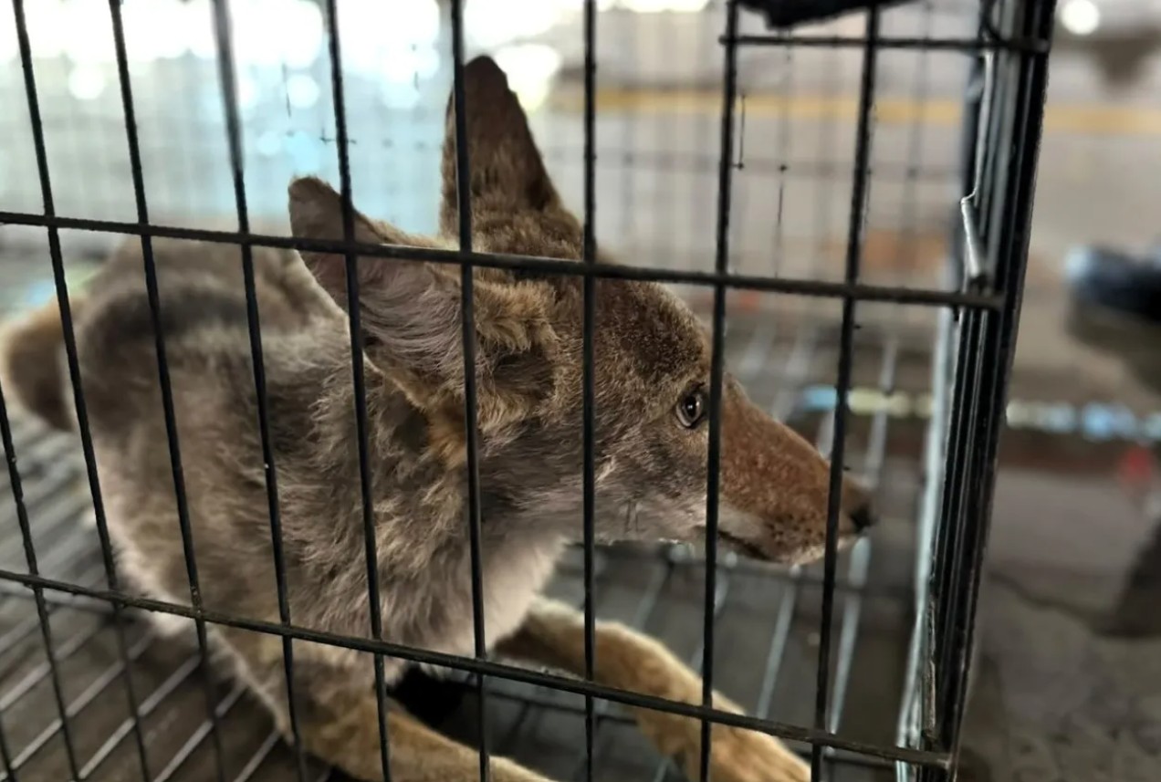 Bomberos alerta por presencia de serpientes y fauna silvestre 2