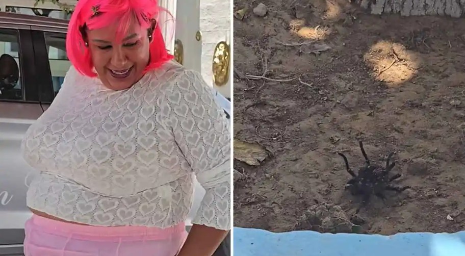 Video de “La Pache Pache” mostrando decenas de tarántulas en Juárez se vuelve viral 37