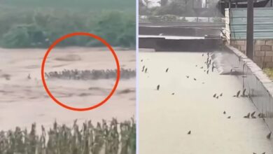 Videos muestran la fuga de más de mil serpientes tras inundaciones en China 41