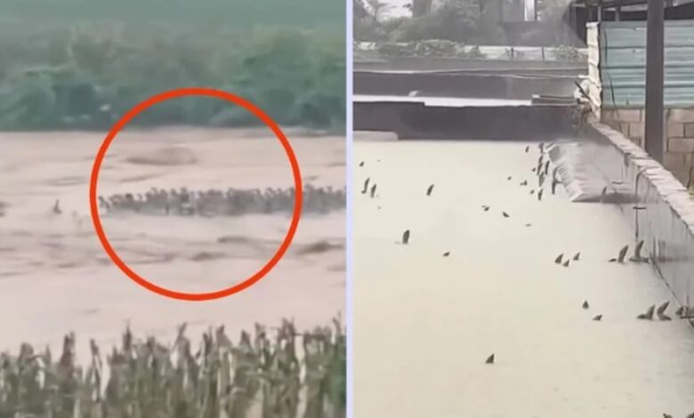 Videos muestran la fuga de más de mil serpientes tras inundaciones en China 1