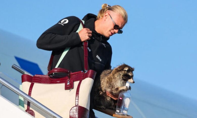 Haaland sorprende al regresar a Noruega con un mapache disecado; esto le costó 1