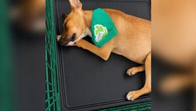 Toby vuelve sin familia y rompe corazones en Juárez; ahora cientos quieren adoptarlo 5