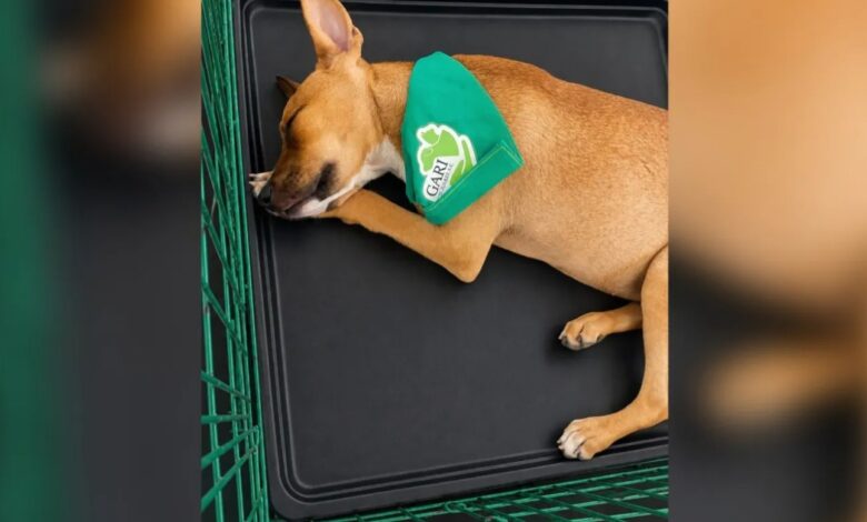 Toby vuelve sin familia y rompe corazones en Juárez; ahora cientos quieren adoptarlo 1