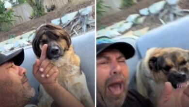 Perrito se vuelve viral por su curiosa reacción al usar una peluca 94