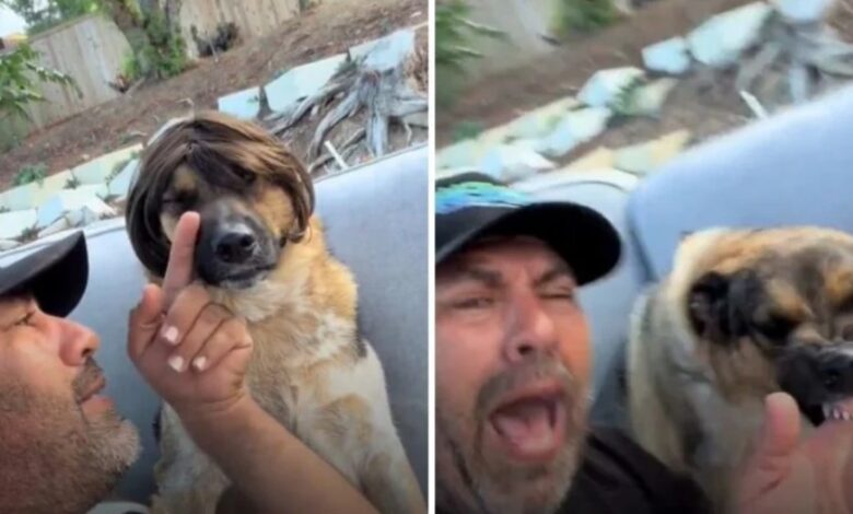Perrito se vuelve viral por su curiosa reacción al usar una peluca 1