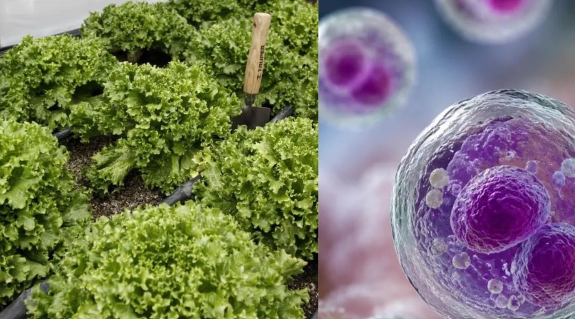 Cyclospora y “di4rrea expl0siva”: estos son los grupos con mayor riesgo de complicaciones