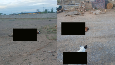 Denuncian presunto env3nenami3nto masivo de perros 57 Vecinos de varias comunidades reportaron la muerte de numerosos perros en distintos puntos de la zona. Hasta el momento, las autoridades no han confirmado la causa de los fallecimientos ni han emitido información oficial sobre el caso.