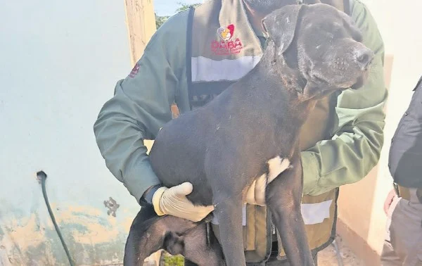 Investigan presunto envenenamiento de seis perros en el Kilómetro 33 de Ciudad Juárez 1