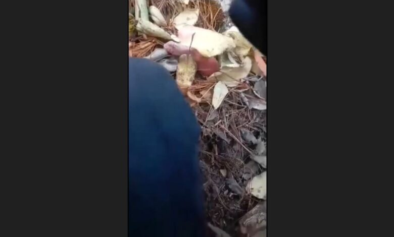 Video.- Captan estruendo de enfr3ntami3nto en Guadalupe y Calvo 1