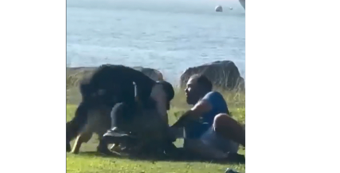 Pelea entre dos hombres termina con sus dos perros enfrentándose 88 Pelea en la playa termina con dos perros enfrentándose
