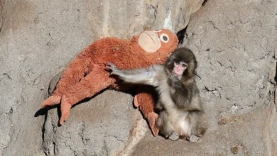 Punch, el mono japonés que conquistó las redes, celebra su primer cumpleaños 48 El macaco huérfano dejó atrás los cuidados intensivos y hoy convive con una manada de 50 ejemplares en un zoológico de Ichikawa.