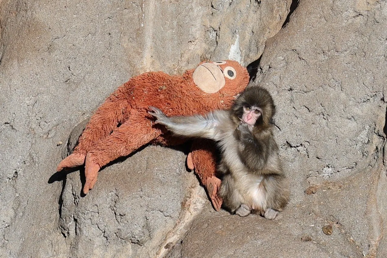 El macaco huérfano dejó atrás los cuidados intensivos y hoy convive con una manada de 50 ejemplares en un zoológico de Ichikawa.