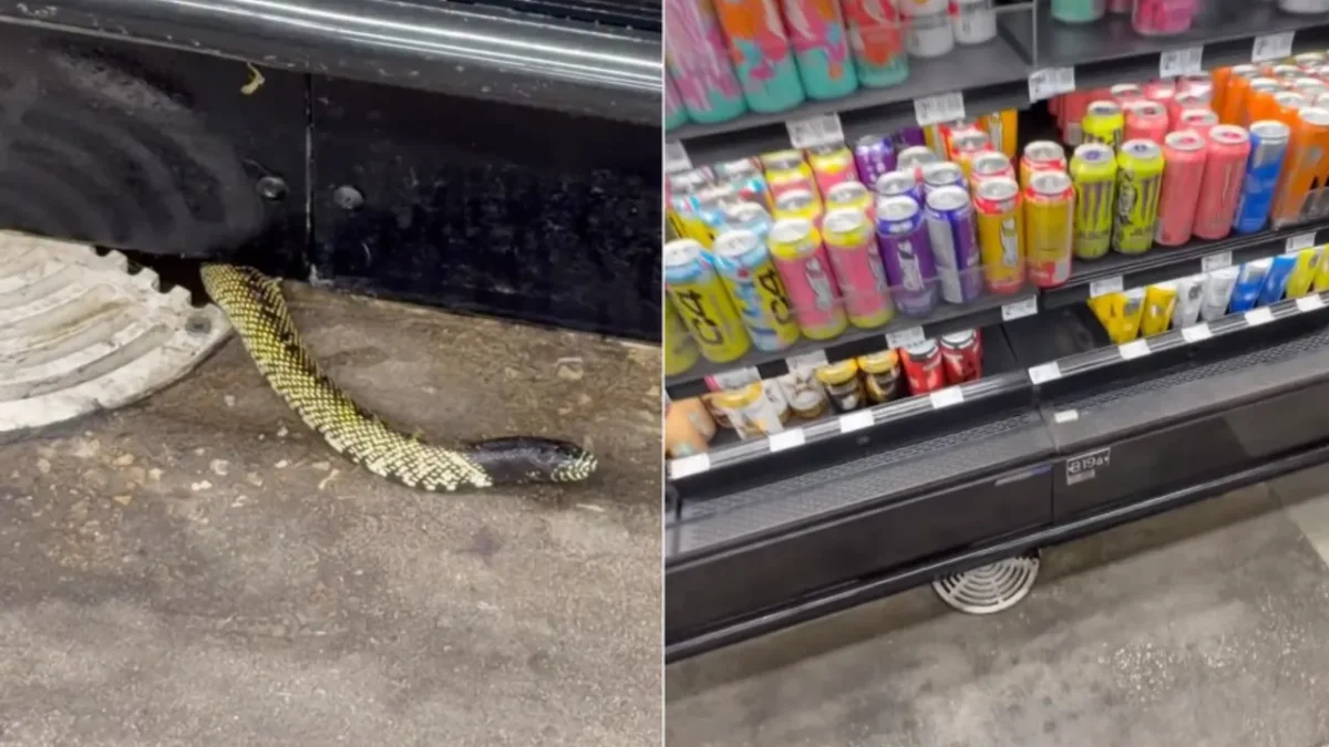 Serpiente emerge junto al área de refrigeradores de Walmart en Sunland Park