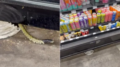 Captan una serpiente en el área de refrigeradores de Walmart en Sunland Park 3 Serpiente emerge junto al área de refrigeradores de Walmart en Sunland Park