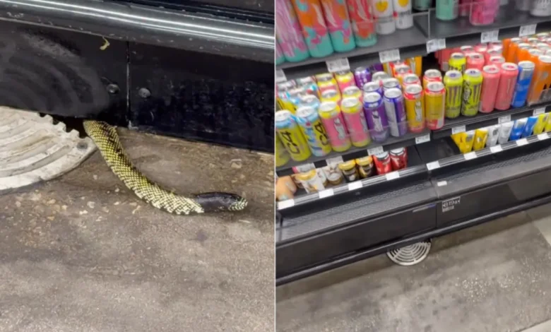 Captan una serpiente en el área de refrigeradores de Walmart en Sunland Park 1 Serpiente emerge junto al área de refrigeradores de Walmart en Sunland Park