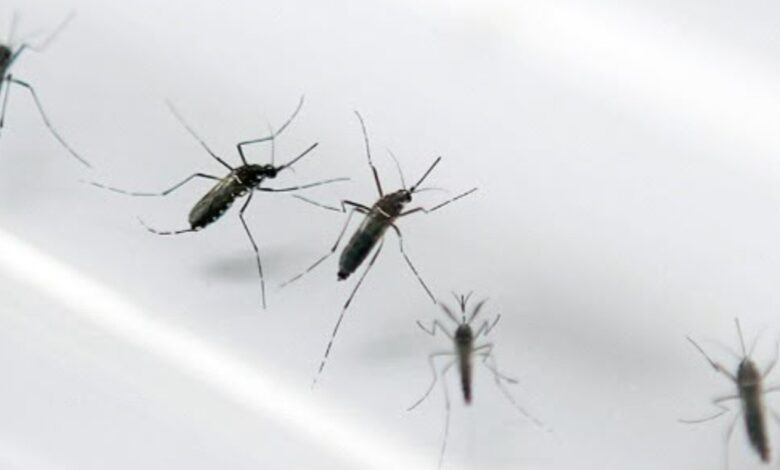 Juarenses reportan aumento de mosquitos y piden reforzar fumigación 1