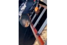 Rescatan municipales a perro en alcantarilla de la colonia Emiliano Zapata 5