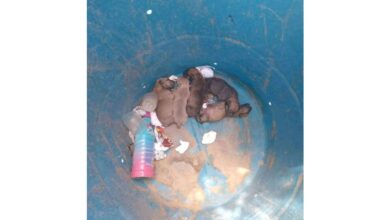 Denuncian abandono de cachorros en el fraccionamiento Papigochic 2