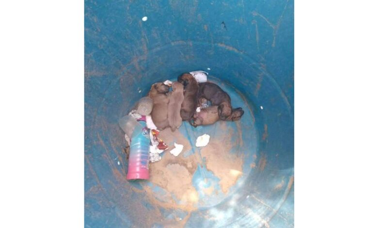 Denuncian abandono de cachorros en el fraccionamiento Papigochic 1
