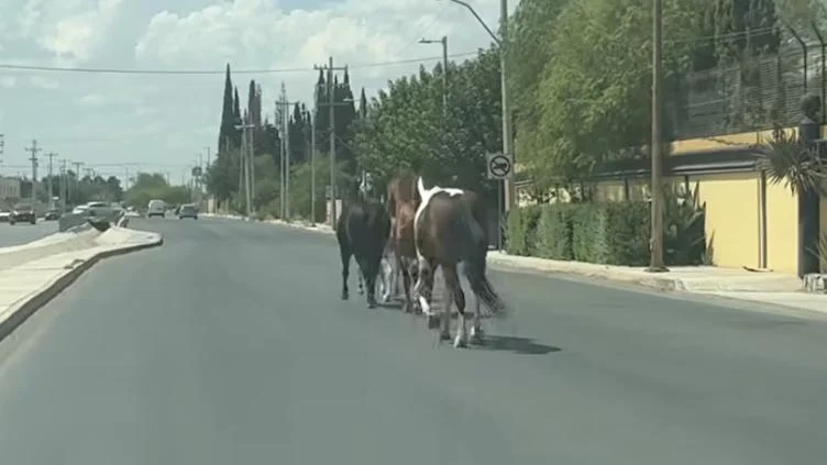 ¿Juárez no es rancho? Captaron caballos en la Valle del Sol