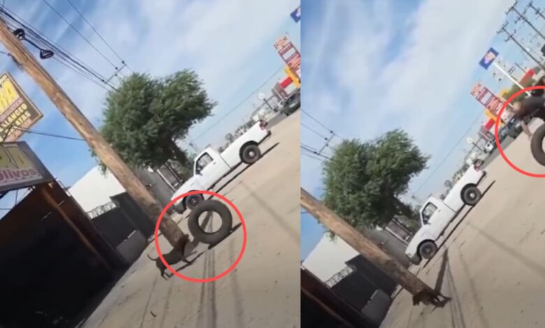 Perrito se gana su comida ayudando a un hombre en el taller donde trabaja y se vuelve viral 1 Perrito trasladando una llanta para ayudar a un hombre en un taller mecánico