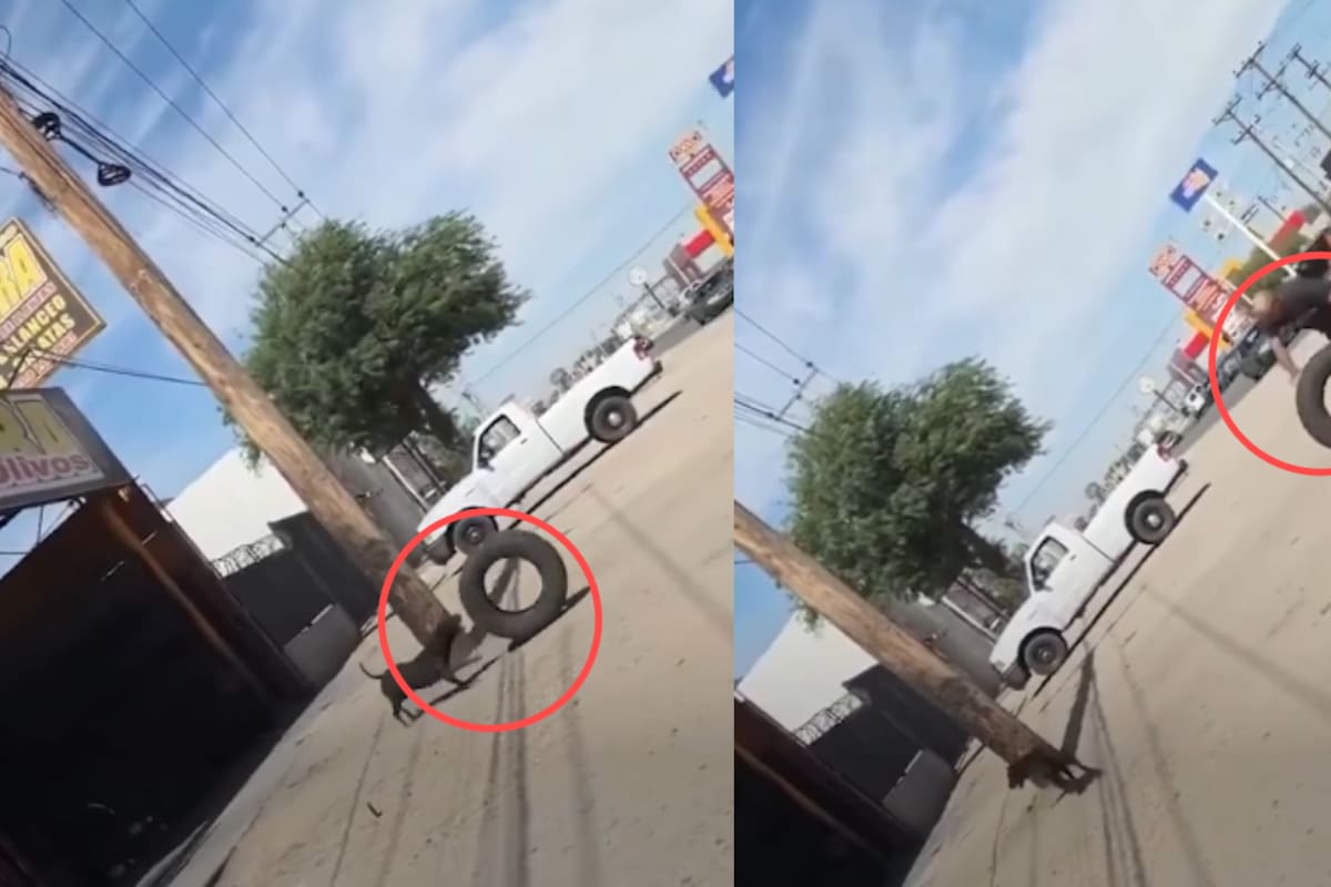 Perrito trasladando una llanta para ayudar a un hombre en un taller mecánico