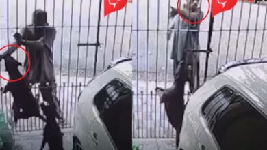 Perros frustran presunto as4lt0 tras m0rder al hombre; él reclamó al dueño 2 Perros defienden una vivienda ante un posible intento de ingreso