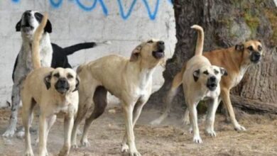 Continúan jaurías recorriendo las calles de Ciudad Juárez 3 Un grupo de al menos nueve perros fue observado en el cruce de las avenidas Insurgentes y Bolivia; autoridades mantienen campañas de esterilización y adopción.