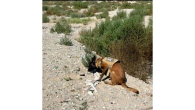 Hallan restos humanos calcinados durante rastreo en Camino Real 2