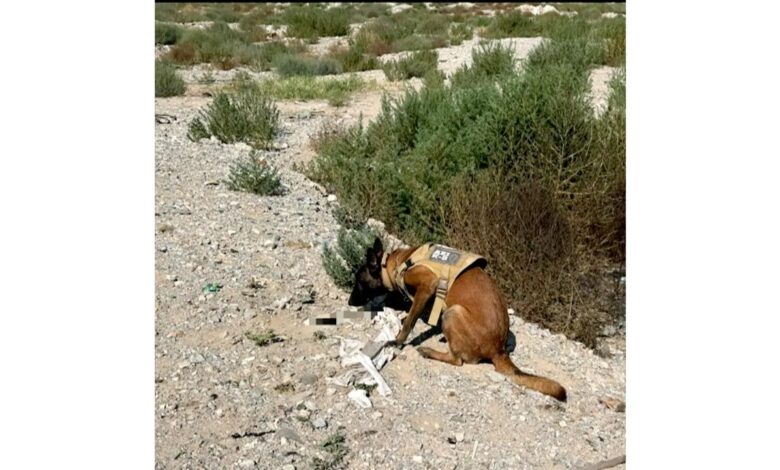Hallan restos humanos calcinados durante rastreo en Camino Real 1