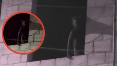 ¿Nahual u hombre lobo? Extraña figura causa miedo en redes 2